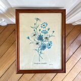 Cadre planche botanique vintage fleurs bleues