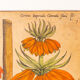 Botanical Drawings from the 18th Century, Colored Copperplate, 83 x 113 cm