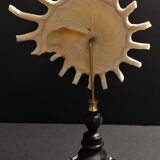 Cabinet of Curiosities shell stellaria solaris on base