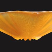 Walther Glass star-shaped glass centrepiece