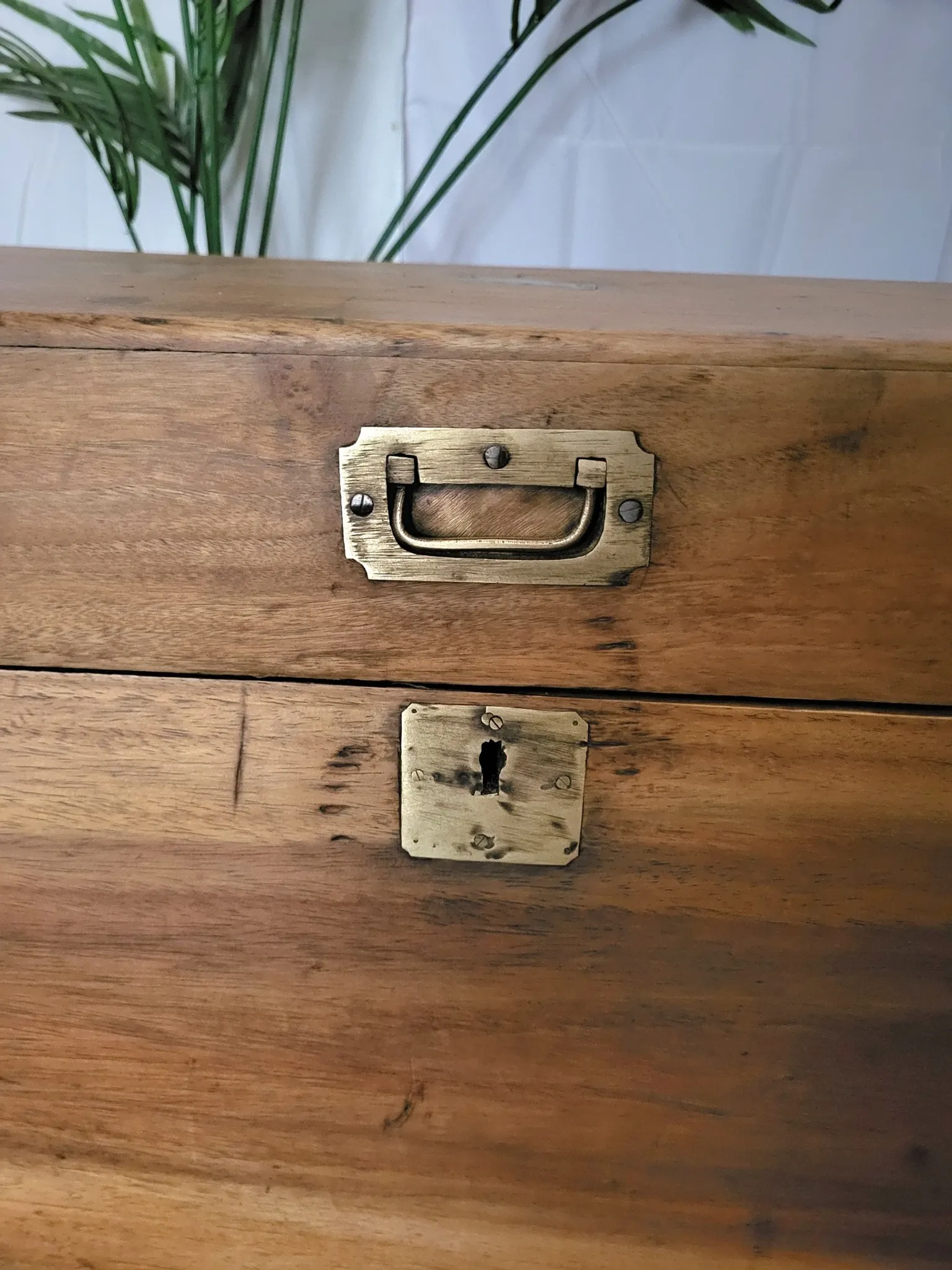 Old camphor wood trunk