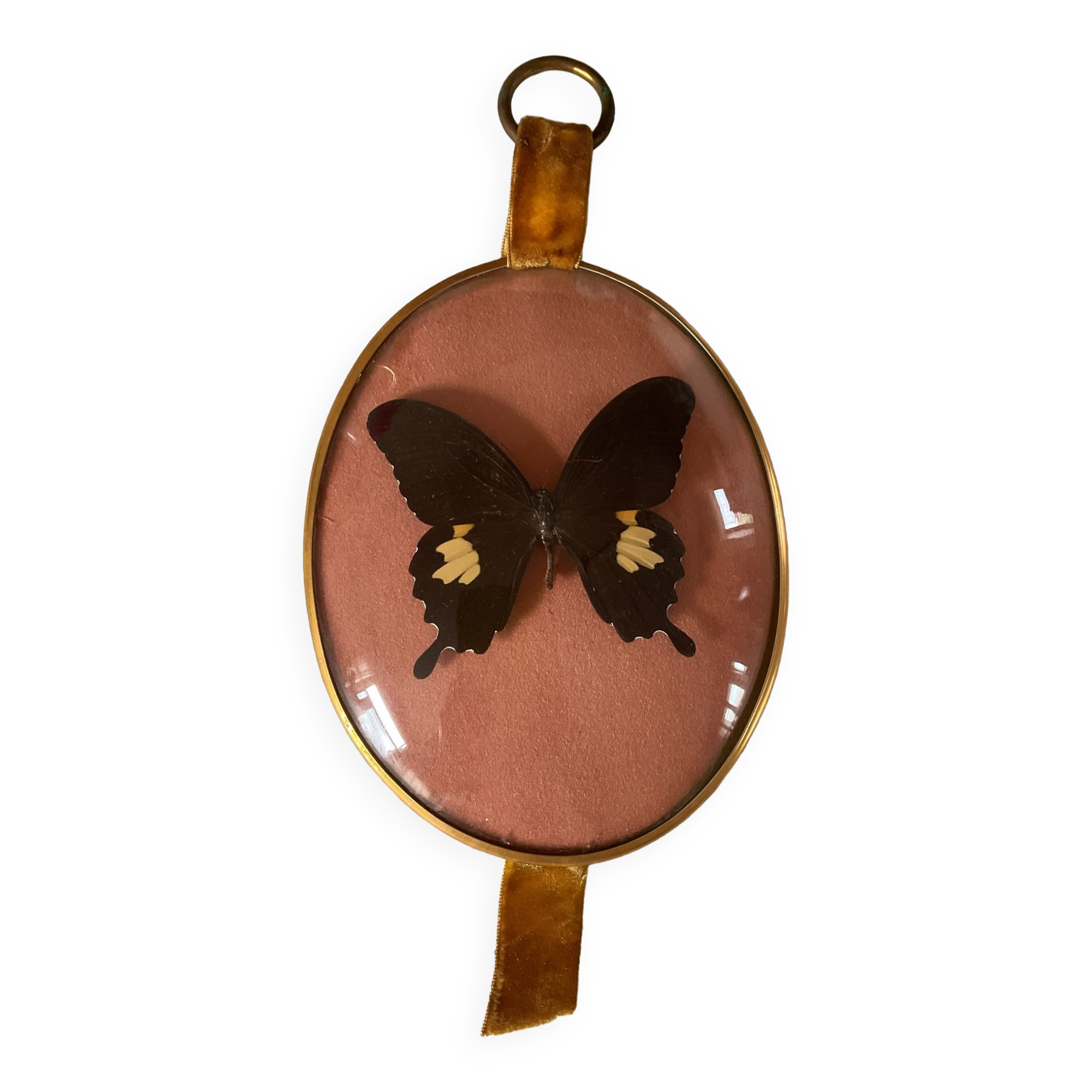 Naturalized butterfly curved glass frame