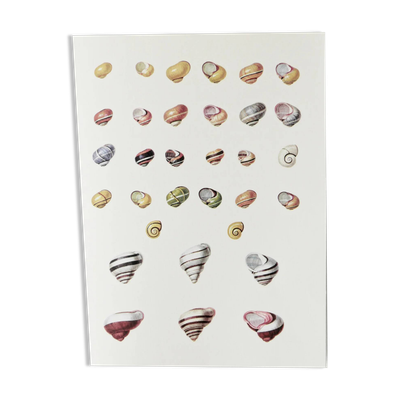 Planches de bestiaire museum d'histoire naturelle Les escargots