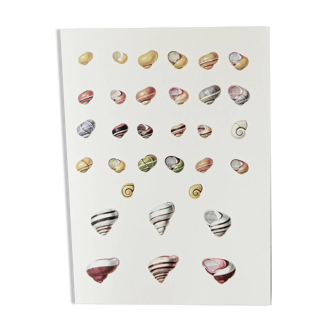 Bestiary plates from the Natural History Museum The snails