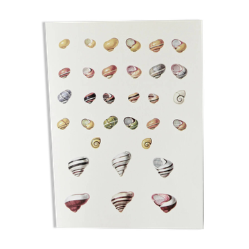Planches de bestiaire museum d'histoire naturelle Les escargots