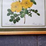 Ancient botanical poster Rosa Eglanteria