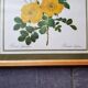 Affiche botanique ancienne Rosa Eglanteria