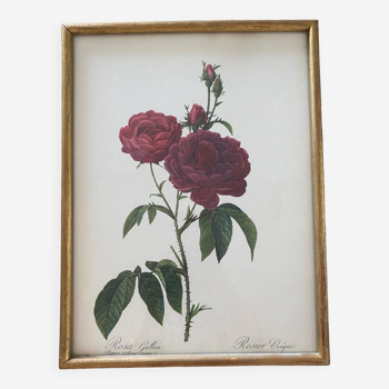 Lithograph PJ Redouté botanical plate Bishop rose