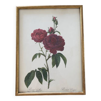 Lithograph PJ Redouté botanical plate Bishop rose