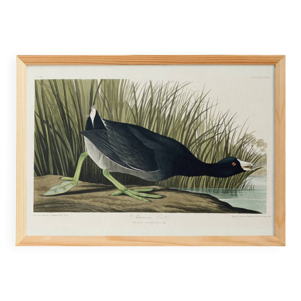 Affiche sur la Foulque d’Amérique, d’après une gravure ancienne de 1827.