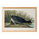 Poster about the American Coot, based on an old engraving from 1827.