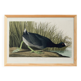 Poster about the American Coot, based on an old engraving from 1827.