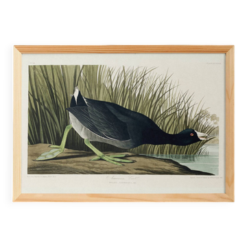 Poster about the American Coot, based on an old engraving from 1827.