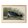 Poster about the American Coot, based on an old engraving from 1827.