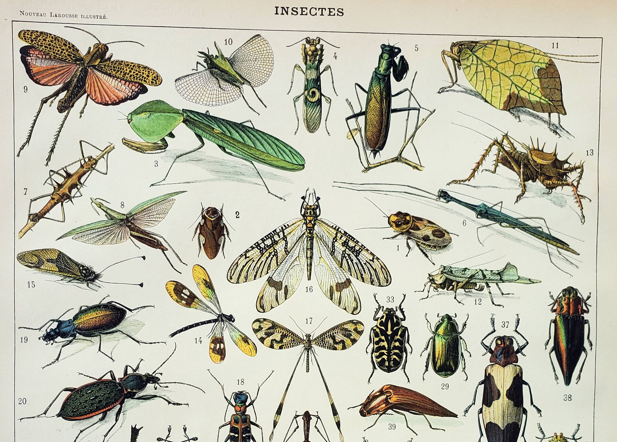 Antique engraving 1898, Insects 1, entomology • Lithograph, original illustration