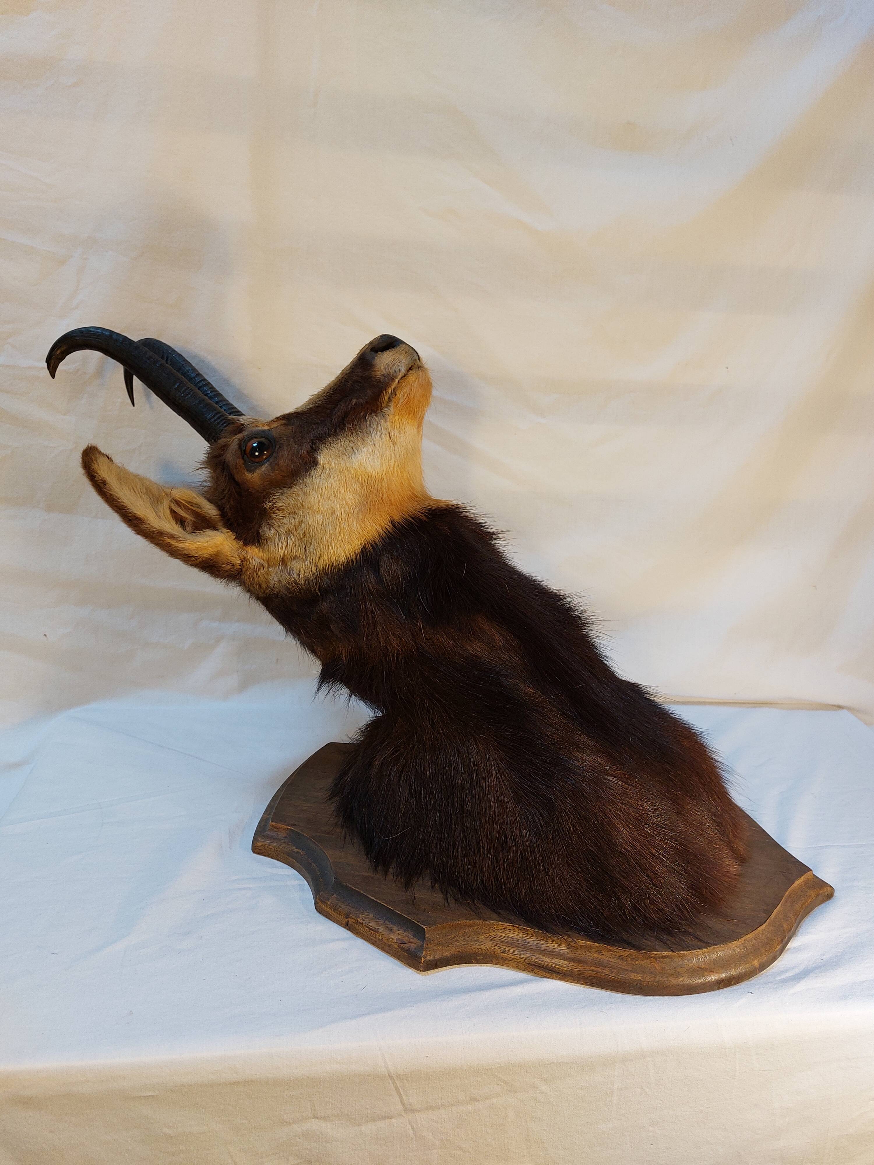 Trophée de chasse - tête de chamois