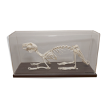 Rabbit skeleton under bell