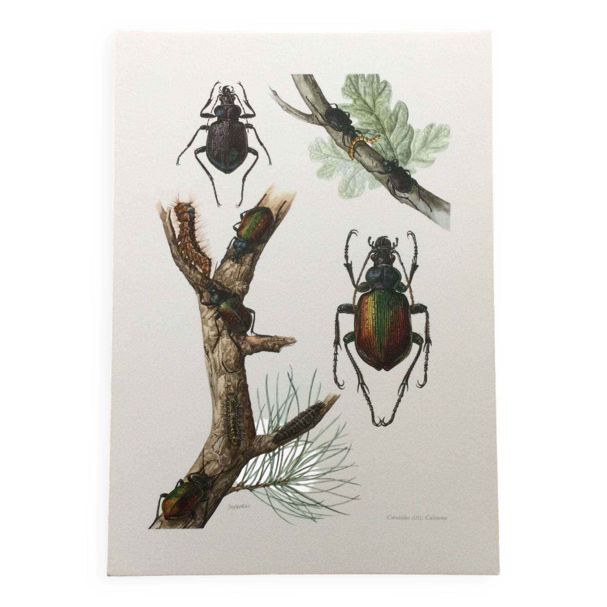 Antique illustration "insects", 1960s