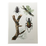 Illustration ancienne "insectes", années 60