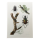 Antique illustration "insects", 1960s