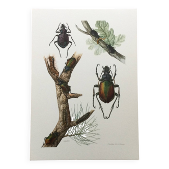 Old illustration "insects", 1960s