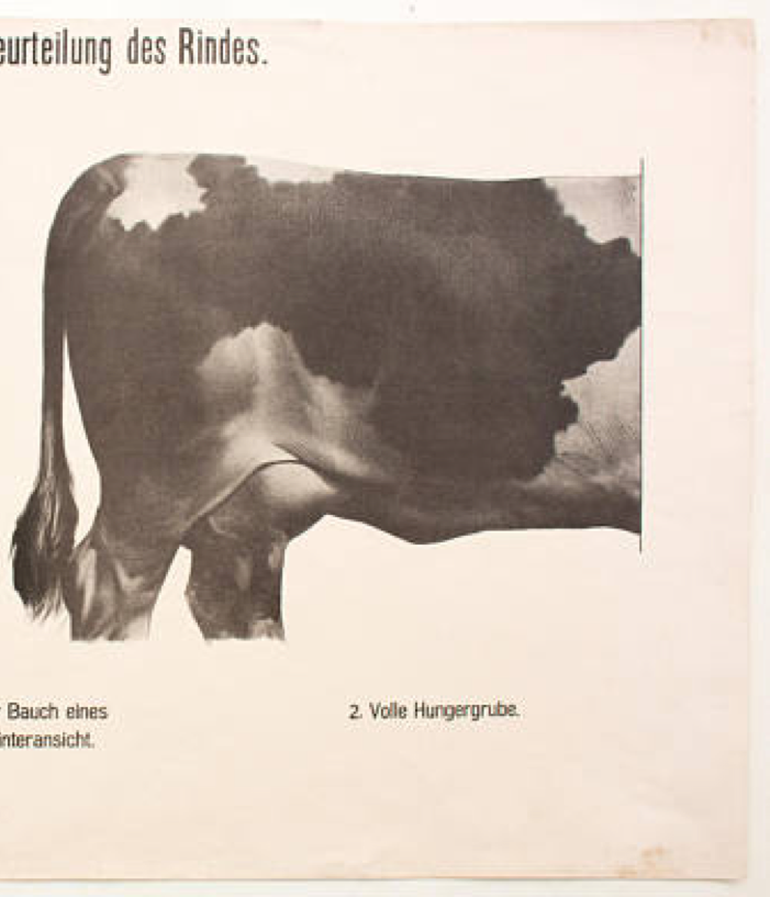 Graphic Poster by Dr. G Pusch, "Anatomy of Cows", 1901