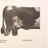 Graphic Poster by Dr. G Pusch, "Anatomy of Cows", 1901