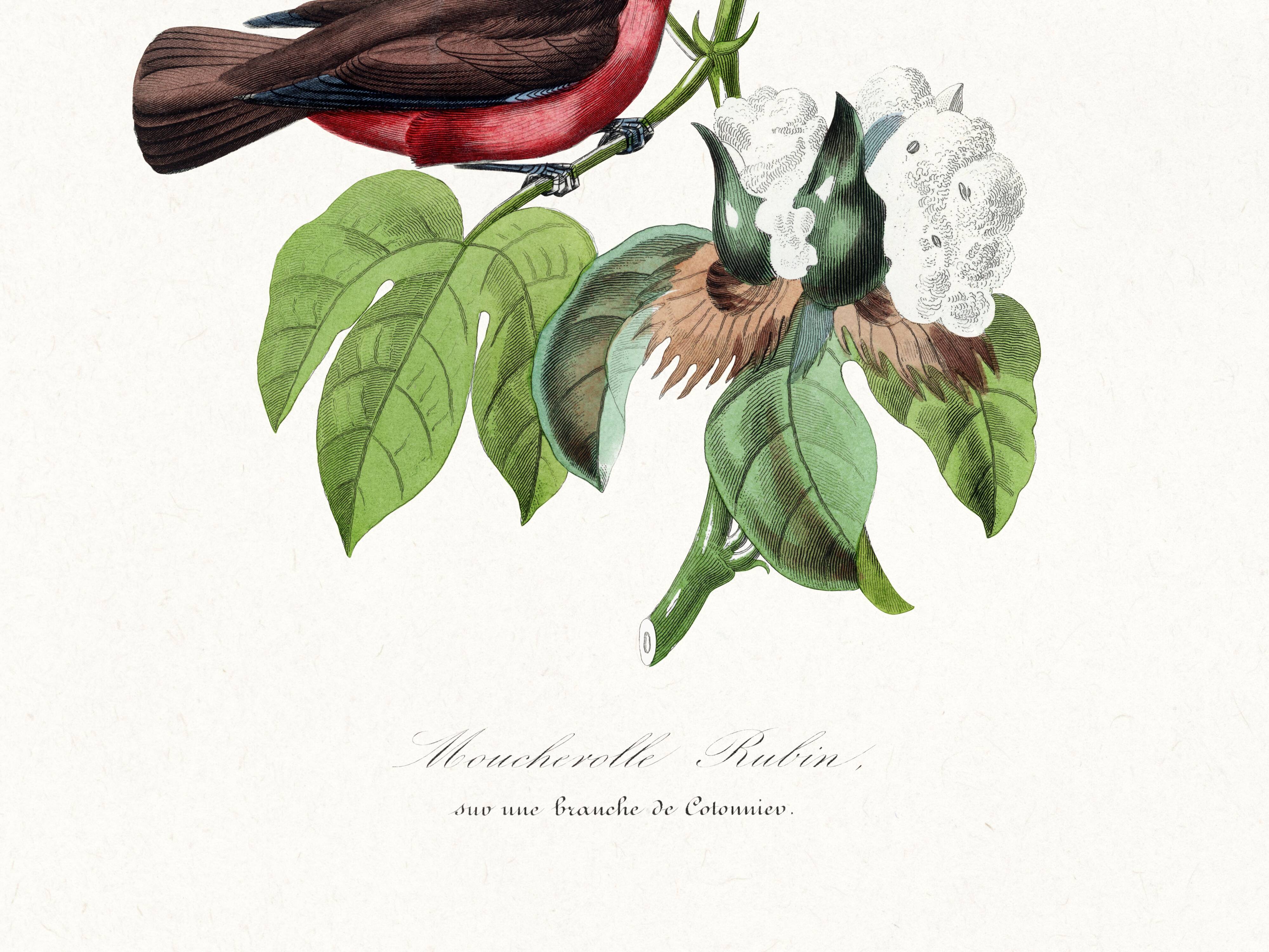 Poster about the scarlet flycatcher (exotic bird), based on an engraving