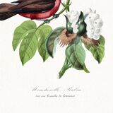 Poster about the scarlet flycatcher (exotic bird), based on an engraving
