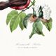 Poster about the scarlet flycatcher (exotic bird), based on an engraving