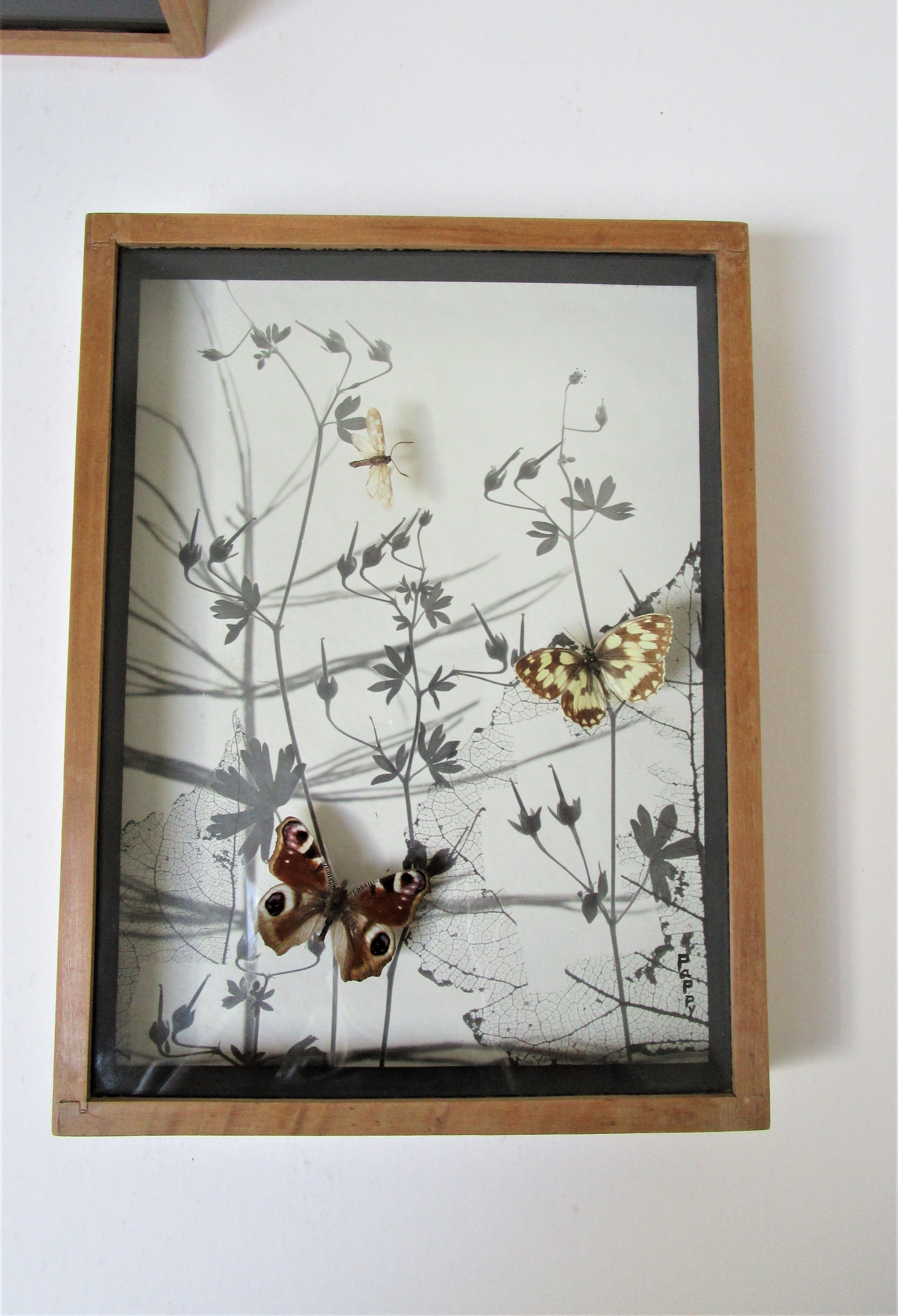 Three wooden frames with naturalized butterflies vintage 60s