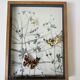 Three wooden frames with naturalized butterflies vintage 60s