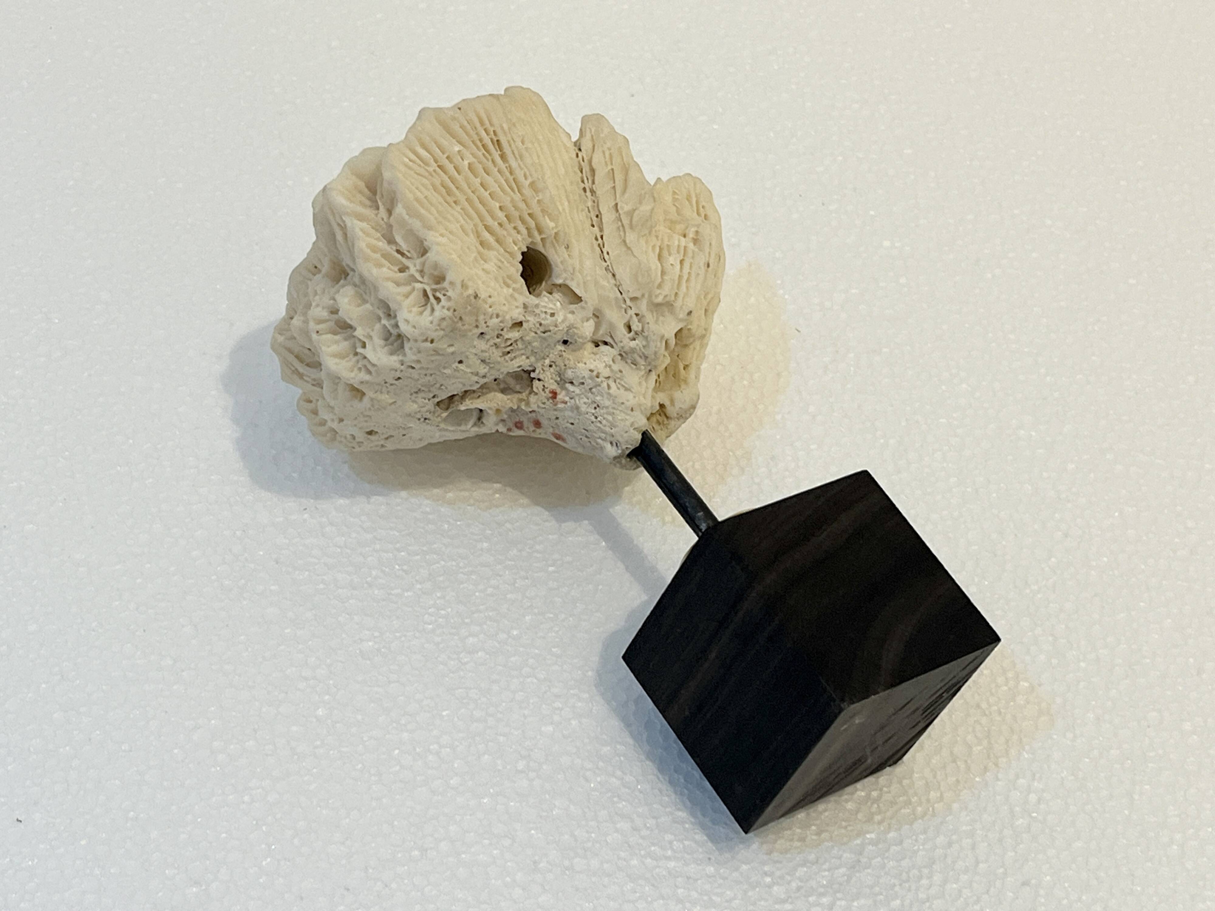 Antique natural white fossil coral on wooden base cabinet of curiosities