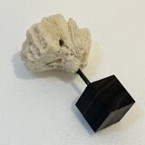 Antique natural white fossil coral on wooden base cabinet of curiosities