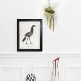 Lithograph engraving chimera animal, the cariapocampus 22x28 cm