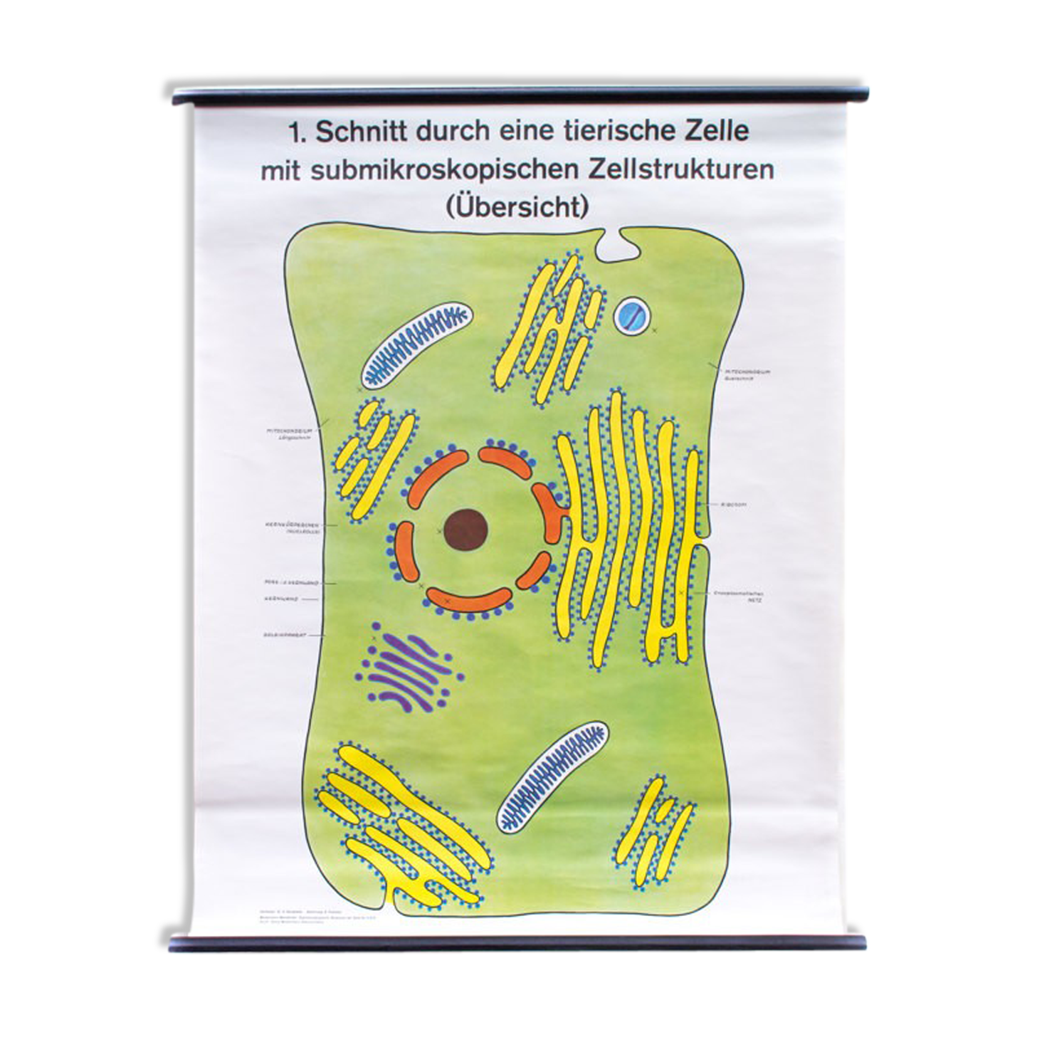 Wall poster of the cell school by Dr. H. Kaudewitz Westermann 1968