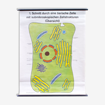 Affiche murale de l’école cellulaire par Dr H. Kaudewitz Westermann 1968