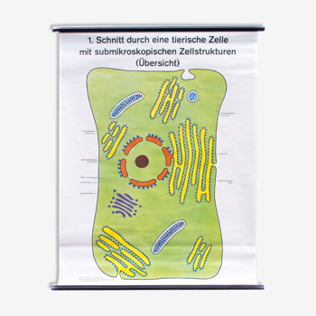 Wall poster of the cell school by Dr. H. Kaudewitz Westermann 1968