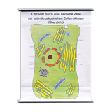 Affiche murale de l’école cellulaire par Dr H. Kaudewitz Westermann 1968