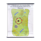 Affiche murale de l’école cellulaire par Dr H. Kaudewitz Westermann 1968