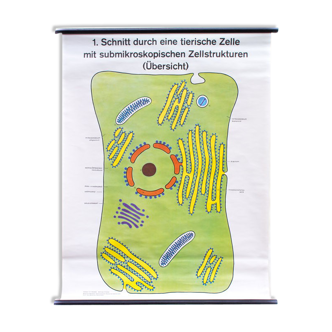 Wall poster of the cell school by Dr. H. Kaudewitz Westermann 1968