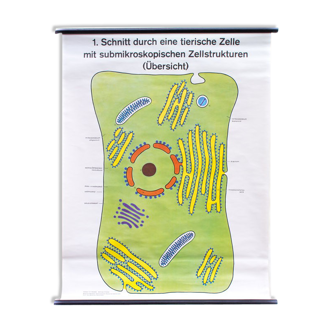 Affiche murale de l’école cellulaire par Dr H. Kaudewitz Westermann 1968