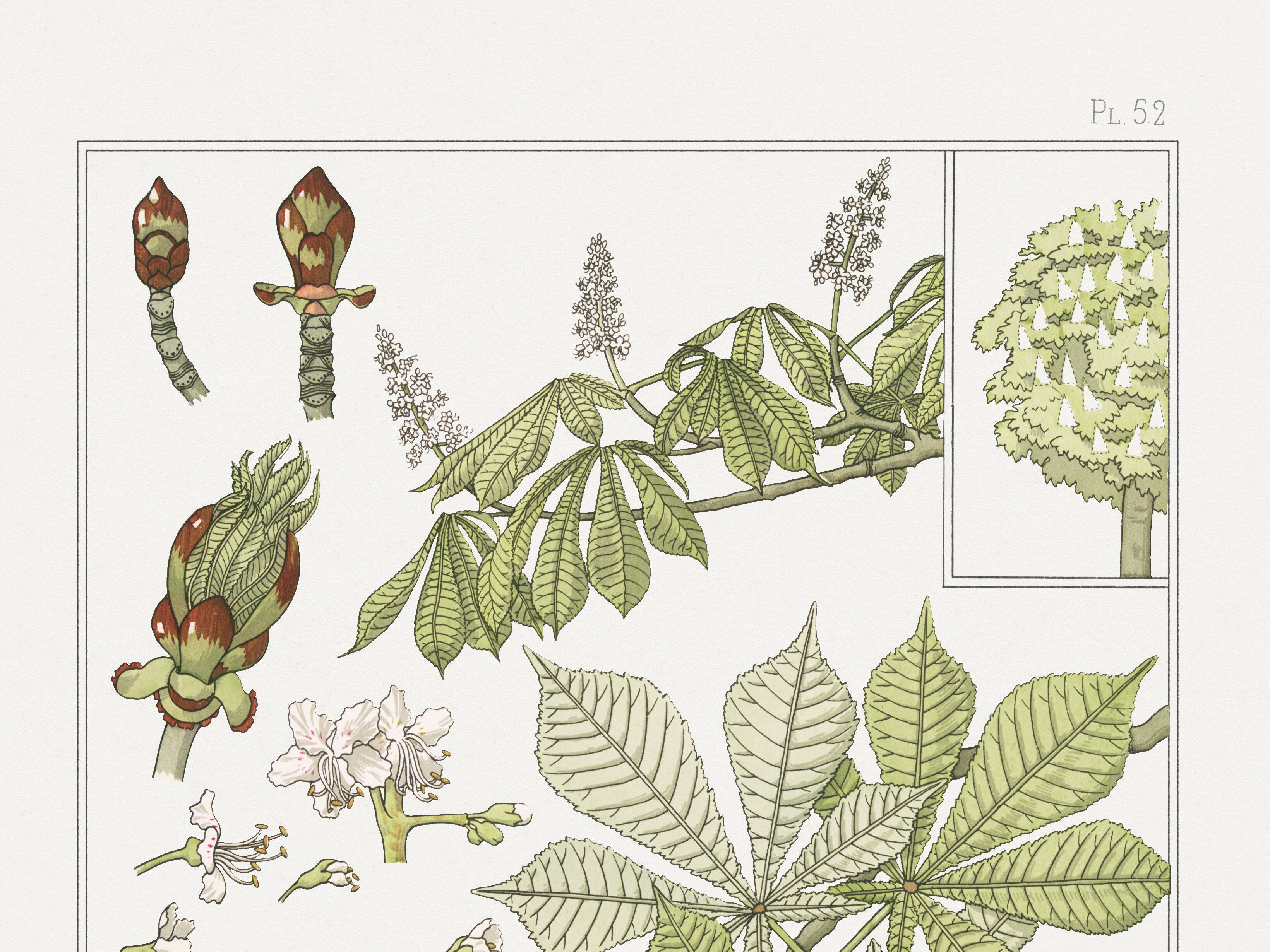 Poster “Chestnut Tree”, after an Art Nouveau lithograph from 1897
