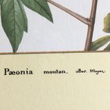 Reproduction of the "Paeonia Moutan" pj redoute under glass. Wooden frame. Hanging hook.