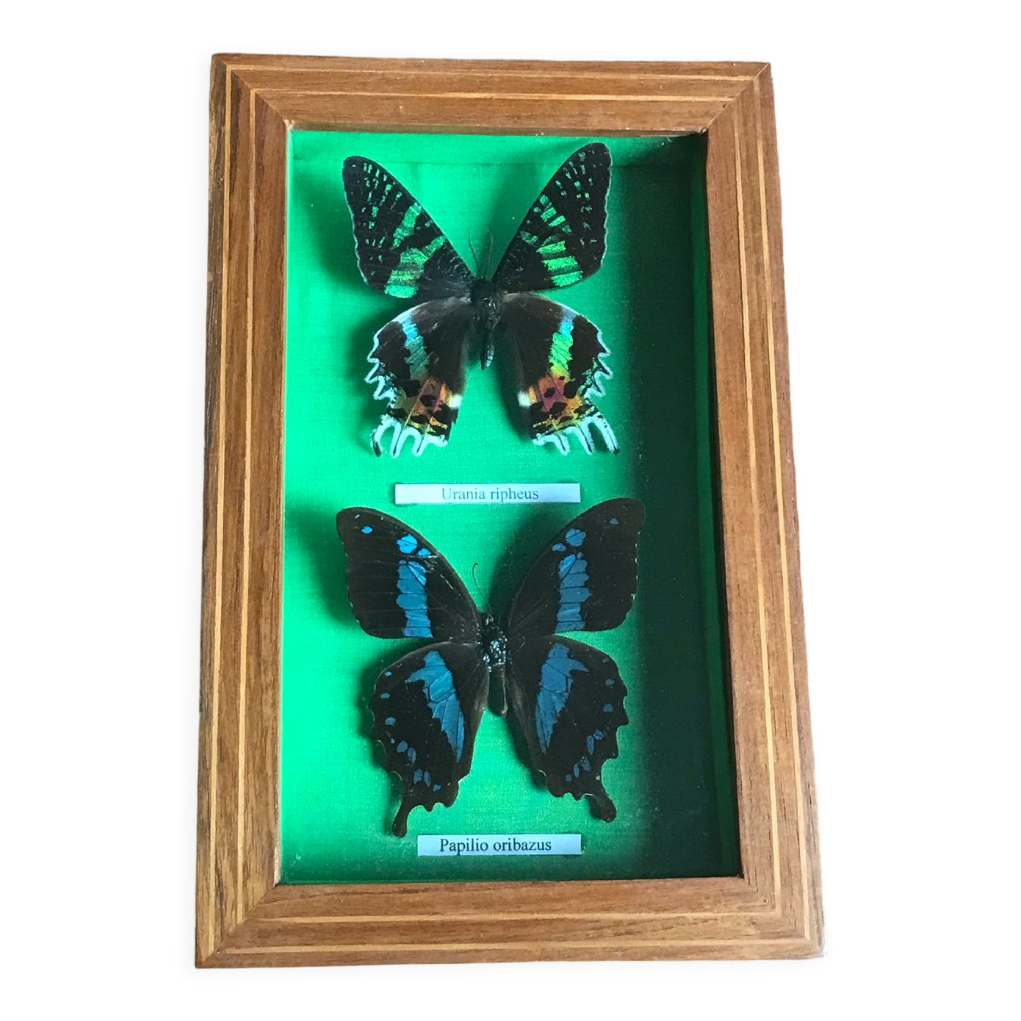 Stuffed butterfly chart