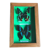 Stuffed butterfly chart