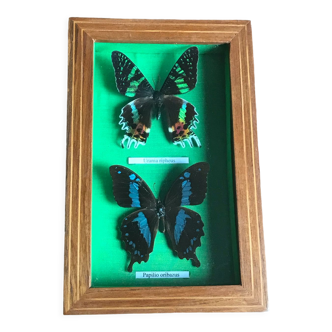Stuffed butterfly chart