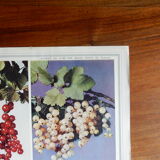 Botanical poster on groselles 1947