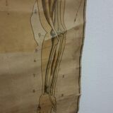 Anatomical chart