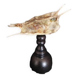 Cabinet of Curiosities naturalized long-horned cowfish lactoria cornuta